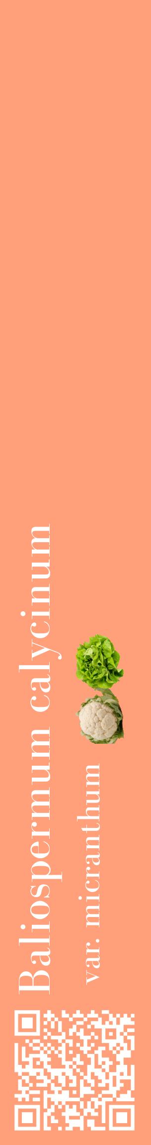 Étiquette de : Baliospermum calycinum var. micranthum - format c - style blanche39_basiquebod avec qrcode et comestibilité simplifiée