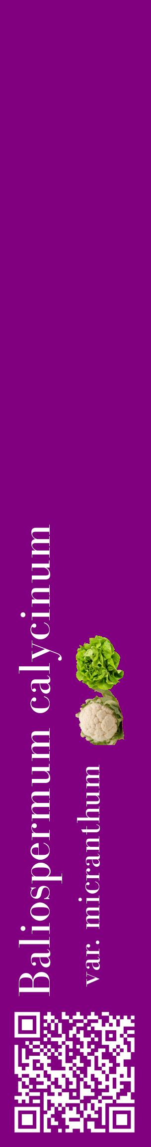 Étiquette de : Baliospermum calycinum var. micranthum - format c - style blanche46_basiquebod avec qrcode et comestibilité simplifiée
