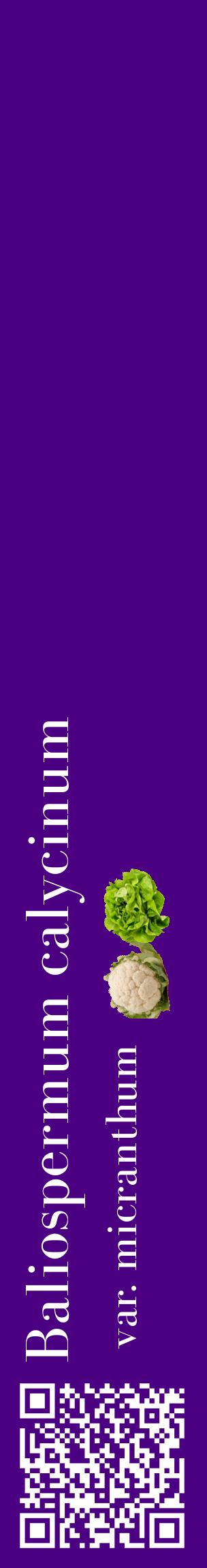 Étiquette de : Baliospermum calycinum var. micranthum - format c - style blanche47_basiquebod avec qrcode et comestibilité simplifiée