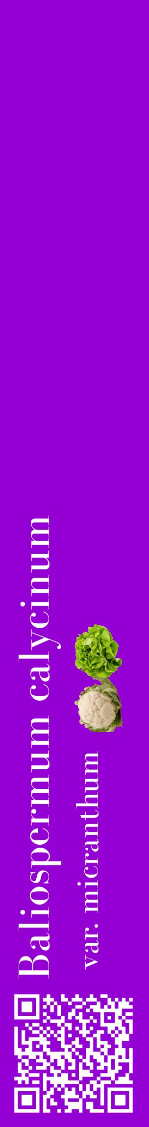 Étiquette de : Baliospermum calycinum var. micranthum - format c - style blanche48_basiquebod avec qrcode et comestibilité simplifiée
