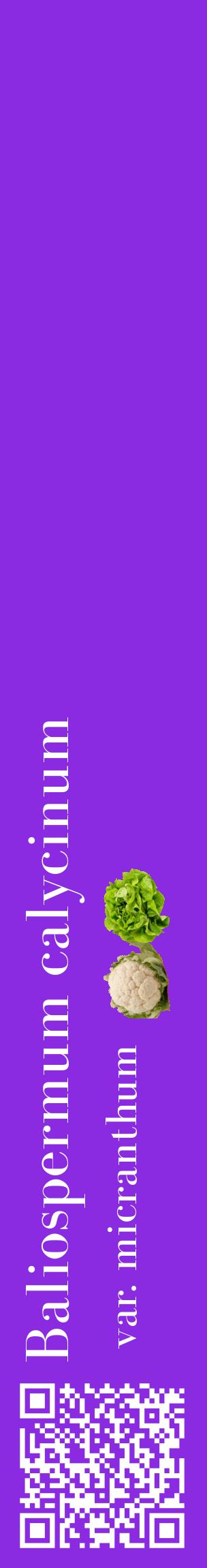 Étiquette de : Baliospermum calycinum var. micranthum - format c - style blanche49_basiquebod avec qrcode et comestibilité simplifiée