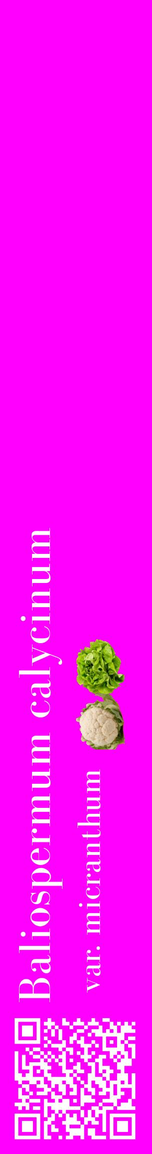 Étiquette de : Baliospermum calycinum var. micranthum - format c - style blanche51_basiquebod avec qrcode et comestibilité simplifiée