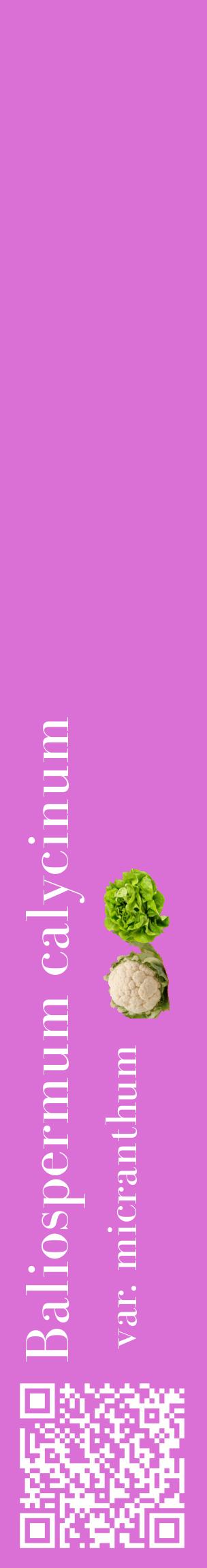 Étiquette de : Baliospermum calycinum var. micranthum - format c - style blanche52_basiquebod avec qrcode et comestibilité simplifiée