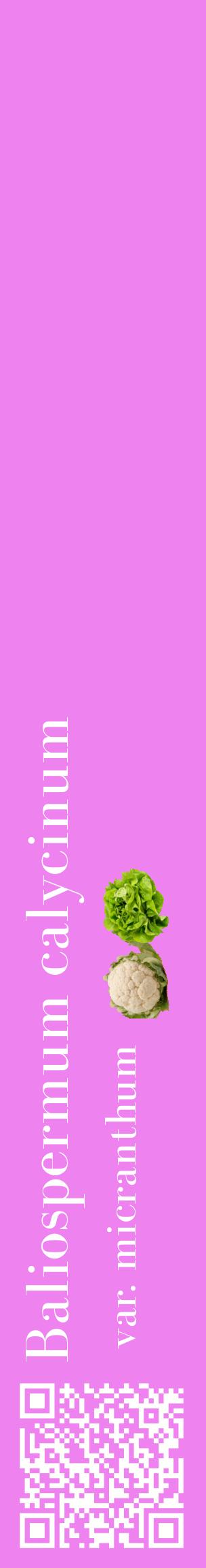 Étiquette de : Baliospermum calycinum var. micranthum - format c - style blanche53_basiquebod avec qrcode et comestibilité simplifiée