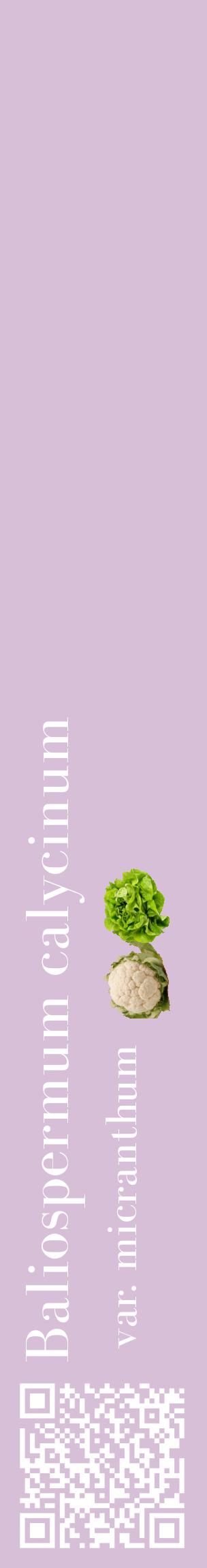 Étiquette de : Baliospermum calycinum var. micranthum - format c - style blanche54_basiquebod avec qrcode et comestibilité simplifiée