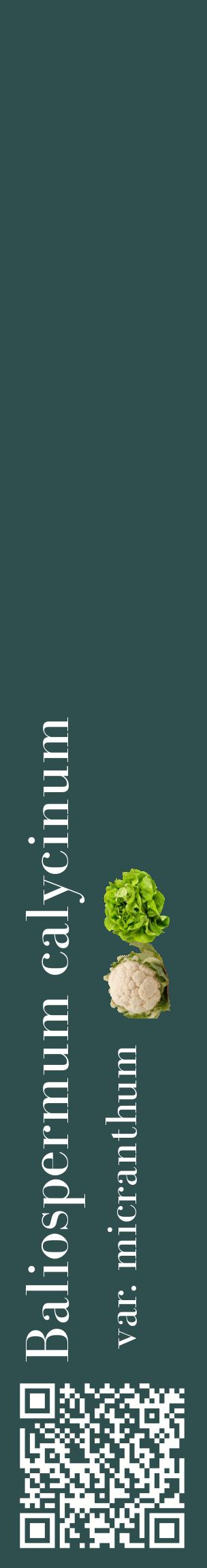 Étiquette de : Baliospermum calycinum var. micranthum - format c - style blanche58_basiquebod avec qrcode et comestibilité simplifiée