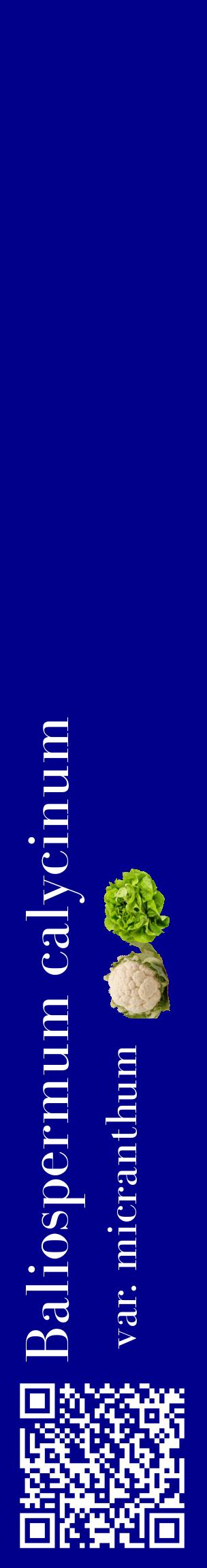 Étiquette de : Baliospermum calycinum var. micranthum - format c - style blanche7_basiquebod avec qrcode et comestibilité simplifiée