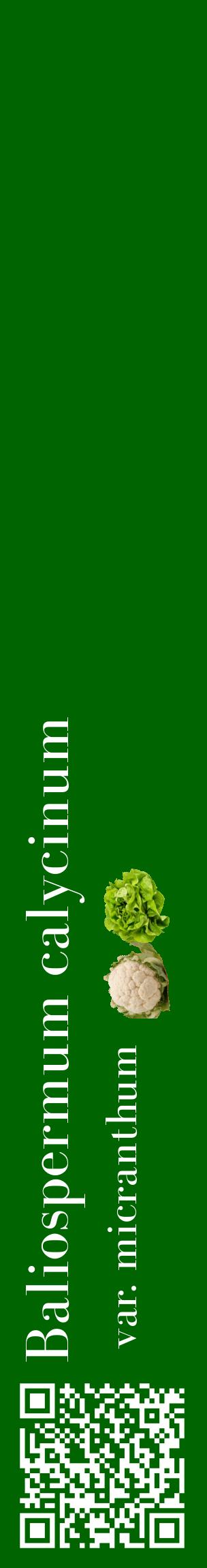 Étiquette de : Baliospermum calycinum var. micranthum - format c - style blanche8_basiquebod avec qrcode et comestibilité simplifiée