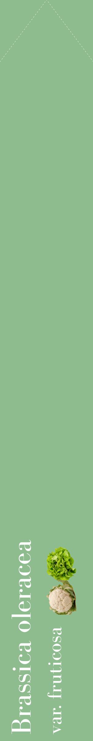 Étiquette de : Brassica oleracea var. fruticosa - format c - style blanche13_simplebod avec comestibilité simplifiée