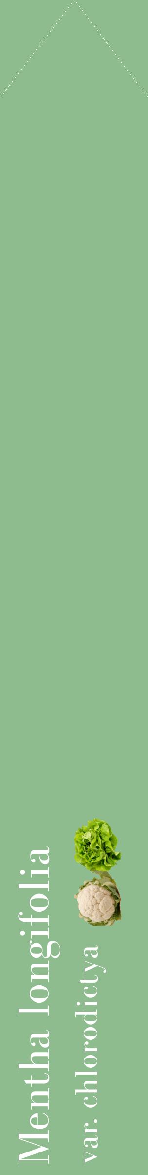 Étiquette de : Mentha longifolia var. chlorodictya - format c - style blanche13_simplebod avec comestibilité simplifiée