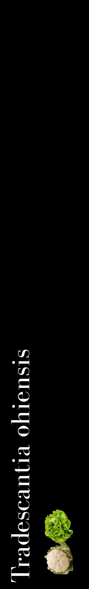 Étiquette de : Tradescantia ohiensis - format c - style blanche59_basiquebod avec comestibilité simplifiée