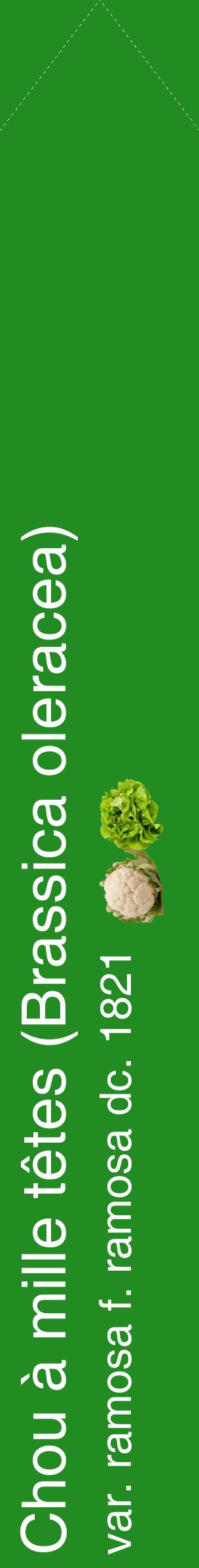 Étiquette de : Brassica oleracea var. ramosa f. ramosa dc. 1821 - format c - style blanche10_simplehel avec comestibilité simplifiée