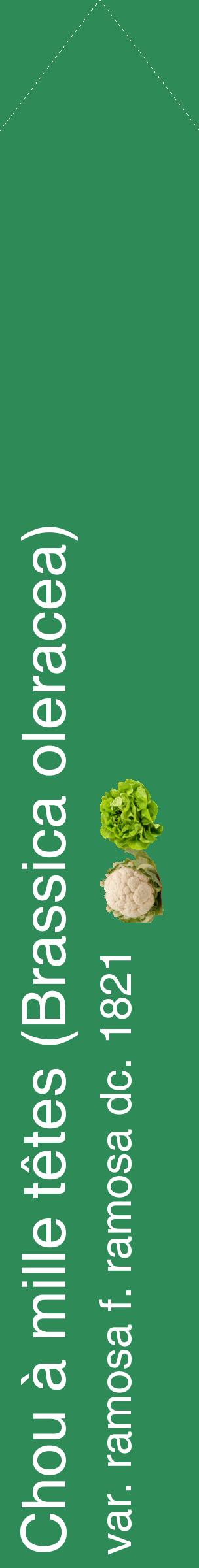 Étiquette de : Brassica oleracea var. ramosa f. ramosa dc. 1821 - format c - style blanche11_simplehel avec comestibilité simplifiée