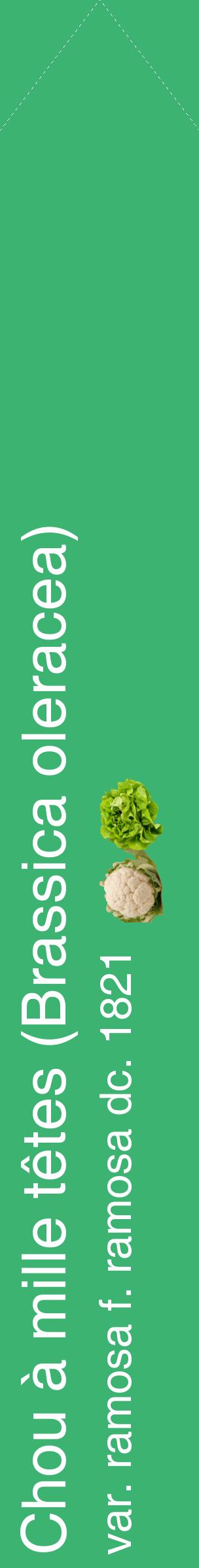 Étiquette de : Brassica oleracea var. ramosa f. ramosa dc. 1821 - format c - style blanche12_simplehel avec comestibilité simplifiée