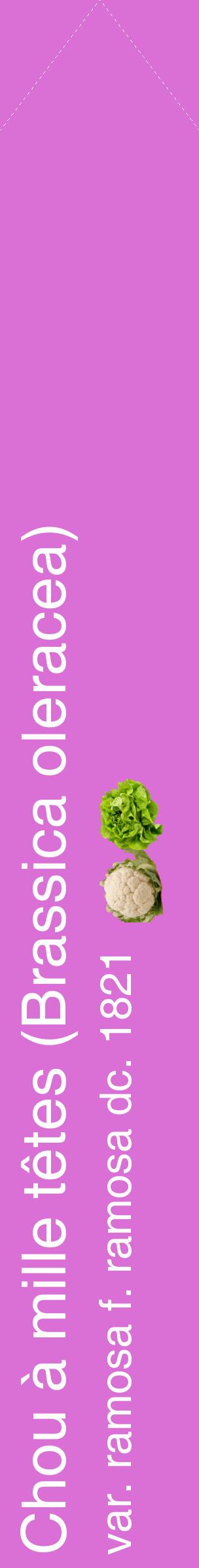 Étiquette de : Brassica oleracea var. ramosa f. ramosa dc. 1821 - format c - style blanche52_simplehel avec comestibilité simplifiée
