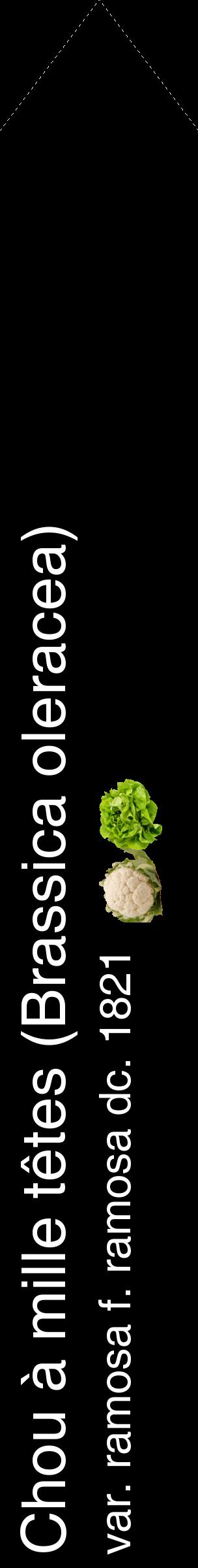 Étiquette de : Brassica oleracea var. ramosa f. ramosa dc. 1821 - format c - style blanche59_simplehel avec comestibilité simplifiée