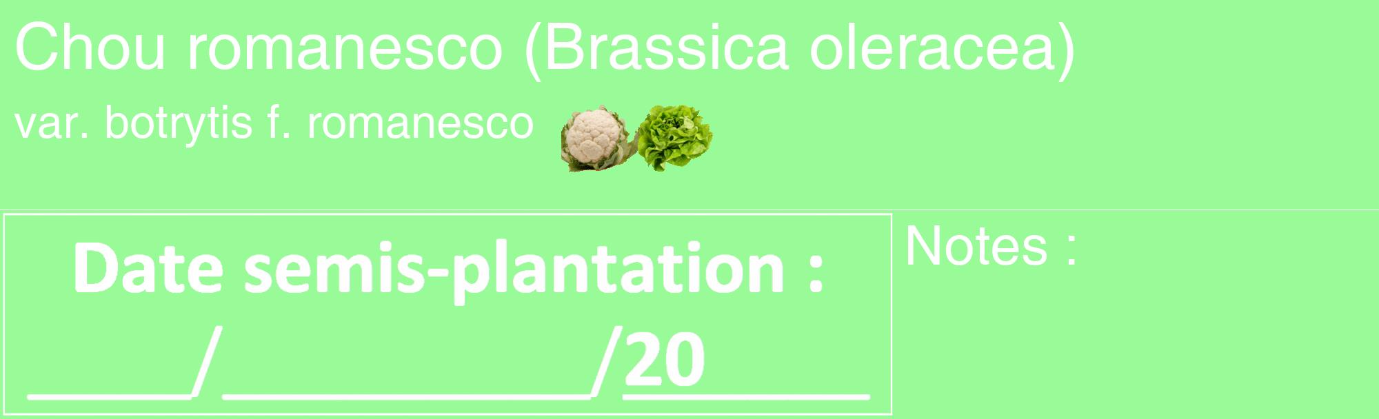 Étiquette de : Brassica oleracea var. botrytis f. romanesco - format c - style blanche14_basique_basiquehel avec comestibilité simplifiée