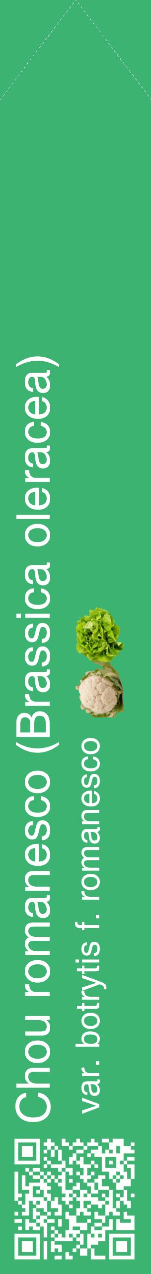 Étiquette de : Brassica oleracea var. botrytis f. romanesco - format c - style blanche12_simplehel avec qrcode et comestibilité simplifiée
