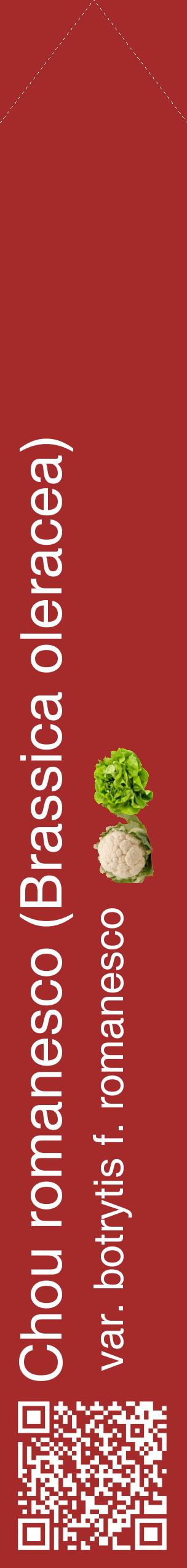 Étiquette de : Brassica oleracea var. botrytis f. romanesco - format c - style blanche33_simplehel avec qrcode et comestibilité simplifiée