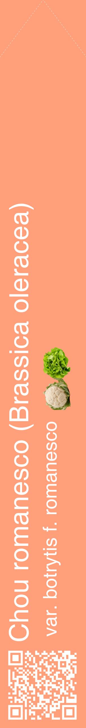 Étiquette de : Brassica oleracea var. botrytis f. romanesco - format c - style blanche39_simplehel avec qrcode et comestibilité simplifiée