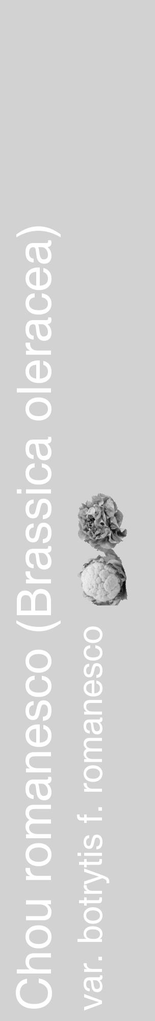 Étiquette de : Brassica oleracea var. botrytis f. romanesco - format c - style blanche14_basique_basiquehel avec comestibilité simplifiée - position verticale