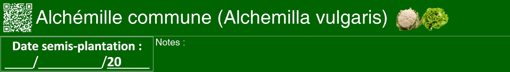 Étiquette de : Alchemilla vulgaris - format a - style blanche8hel avec qrcode et comestibilité simplifiée