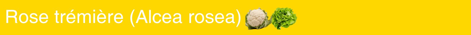 Étiquette de : Alcea rosea - format a - style blanche21basiquehel avec comestibilité simplifiée