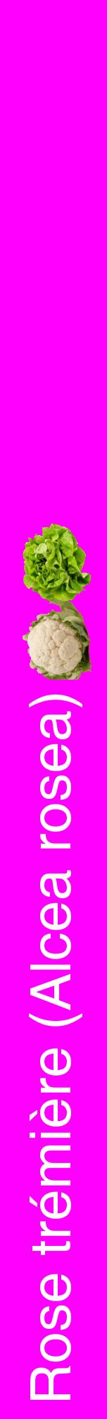 Étiquette de : Alcea rosea - format a - style blanche51hel avec comestibilité simplifiée