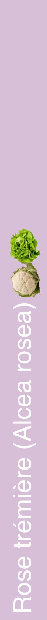 Étiquette de : Alcea rosea - format a - style blanche54hel avec comestibilité simplifiée
