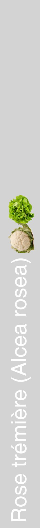 Étiquette de : Alcea rosea - format a - style blanche56hel avec comestibilité simplifiée