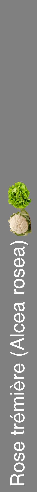 Étiquette de : Alcea rosea - format a - style blanche57hel avec comestibilité simplifiée