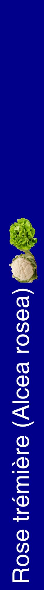 Étiquette de : Alcea rosea - format a - style blanche7hel avec comestibilité simplifiée