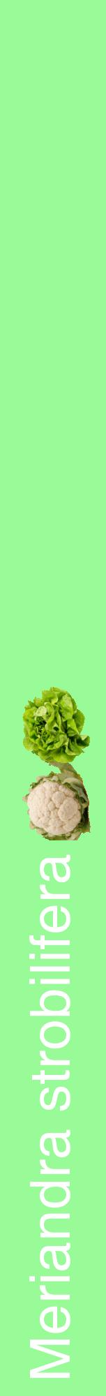 Étiquette de : Meriandra strobilifera - format a - style blanche14basiquehel avec comestibilité simplifiée - position verticale