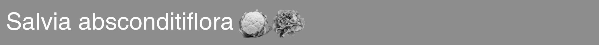 Étiquette de : Salvia absconditiflora - format a - style blanche2hel avec comestibilité simplifiée