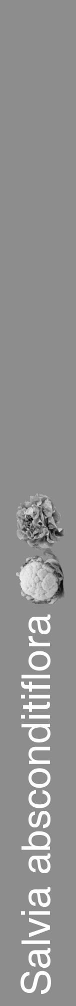 Étiquette de : Salvia absconditiflora - format a - style blanche2hel avec comestibilité simplifiée - position verticale