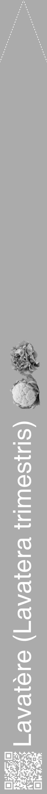 Étiquette de : Lavatera trimestris - format b - style blanche37hel avec qrcode et comestibilité simplifiée - position verticale