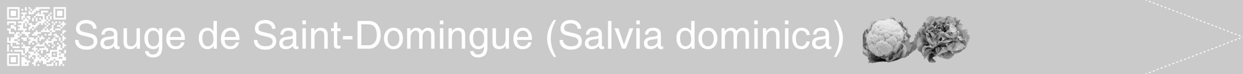 Étiquette de : Salvia dominica - format b - style blanche21hel avec qrcode et comestibilité simplifiée