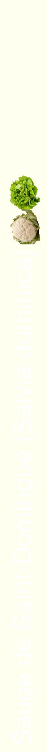 Étiquette de : Salvia dominica - format b - style blanche19hel avec comestibilité simplifiée