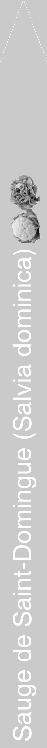 Étiquette de : Salvia dominica - format b - style blanche21hel avec comestibilité simplifiée - position verticale