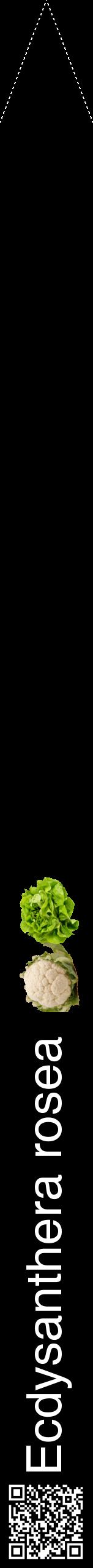 Étiquette de : Ecdysanthera rosea - format b - style blanche59hel avec qrcode et comestibilité simplifiée