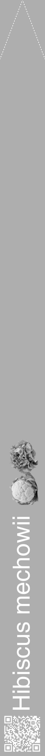 Étiquette de : Hibiscus mechowii - format b - style blanche53hel avec qrcode et comestibilité simplifiée - position verticale