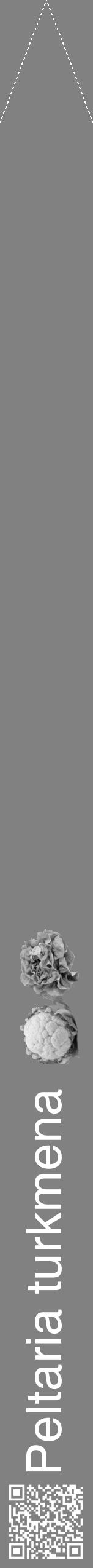 Étiquette de : Peltaria turkmena - format b - style blanche50hel avec qrcode et comestibilité simplifiée - position verticale