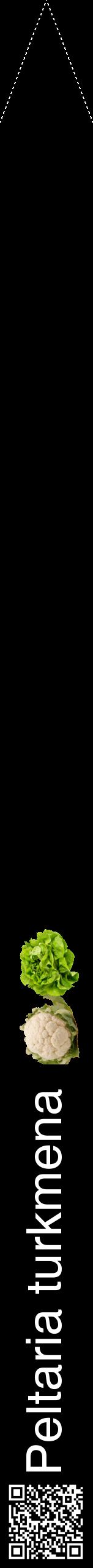 Étiquette de : Peltaria turkmena - format b - style blanche59hel avec qrcode et comestibilité simplifiée