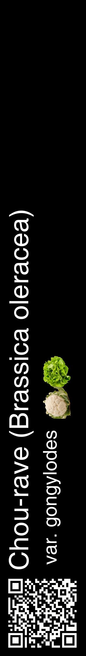 Étiquette de : Brassica oleracea var. gongylodes - format c - style blanche59_basiquehel avec qrcode et comestibilité simplifiée