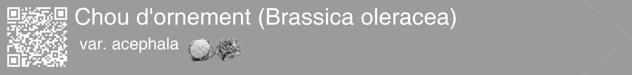 Étiquette de : Brassica oleracea var. acephala - format c - style blanche52simple_simple_simplehel avec qrcode et comestibilité simplifiée