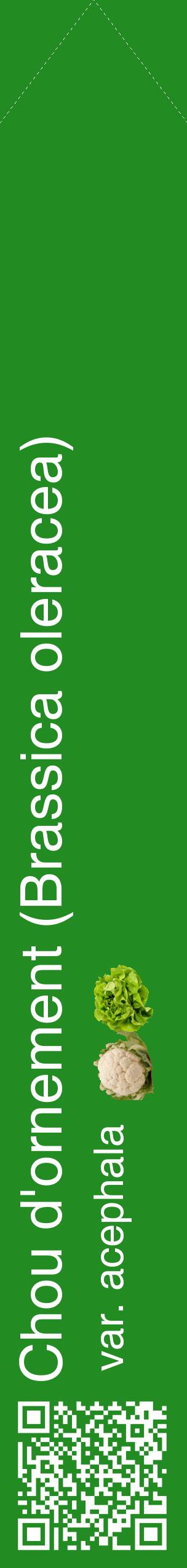 Étiquette de : Brassica oleracea var. acephala - format c - style blanche10_simplehel avec qrcode et comestibilité simplifiée