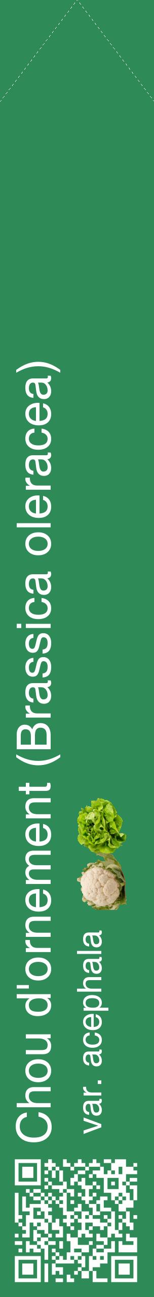 Étiquette de : Brassica oleracea var. acephala - format c - style blanche11_simplehel avec qrcode et comestibilité simplifiée