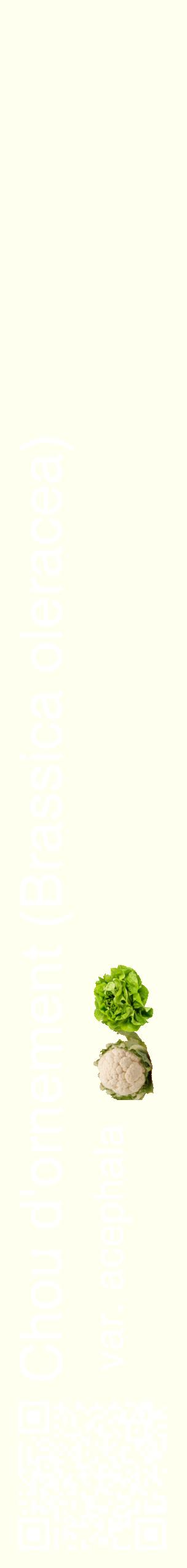 Étiquette de : Brassica oleracea var. acephala - format c - style blanche19_simplehel avec qrcode et comestibilité simplifiée