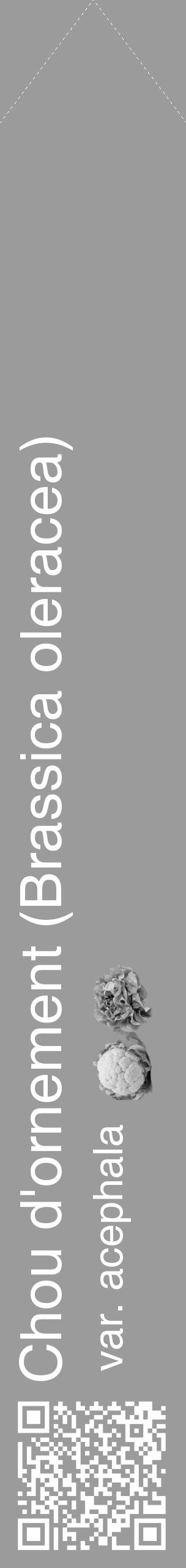 Étiquette de : Brassica oleracea var. acephala - format c - style blanche52simple_simple_simplehel avec qrcode et comestibilité simplifiée - position verticale