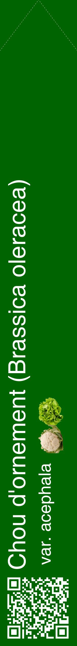 Étiquette de : Brassica oleracea var. acephala - format c - style blanche8_simplehel avec qrcode et comestibilité simplifiée